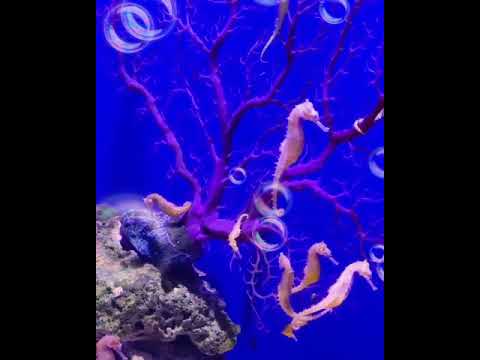 Video: Pengesanan Molekul Septempunctata Kudoa (Myxozoa: Multivalvulida) Dalam Air Laut Dan Invertebrata Laut