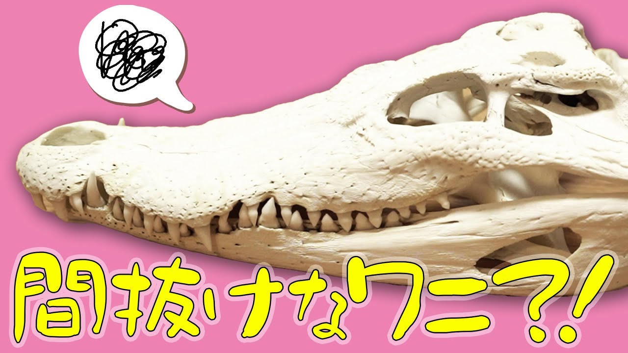 ドジっ子？】毒食べちゃう！？【オーストラリアワニ】 - YouTube