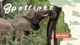 Elephant Magic - Safari Spotlight #1