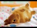 TOP 10 CRIAS DE ANIMALES MAS TIERNAS DEL MUNDO / The Cutest Baby Animals