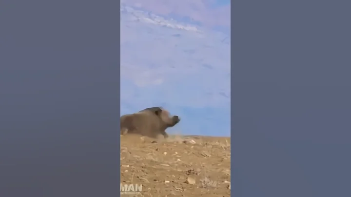 WILD BOAR CRISIS: Massive Herds, Perfect Shots & Unbelievable Hunts!