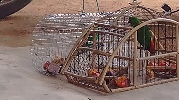 Burung serindit power