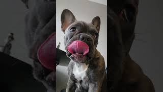 Welcome to AURAGAME &amp; Bulldog