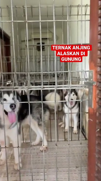 Ternak Anjing Alaskan Impor di Gunung | #fyp #alaskanmalamute #shortsvideo #shorts #