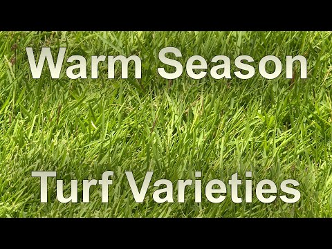 Video: Varm sæsongræs - Lær mere om plænegræs i varmt vejr og prydgræsser