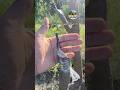 Grafting rd 11 scionwood result  #grafting #graftingresult #applefarming #fruit #apple #sebwalafarm
