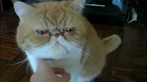 Video 3382661: exotic shorthair cat, shorthair cat faces, cat training, pets