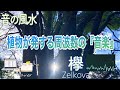 【上昇・繁栄・成長・長寿・ﾊｰﾄﾁｬｸﾗ・528 Hz】箱根 美しい芦ノ湖畔に龍神さまと棲む巨樹『ケヤキ』による演奏「音の風水」♪（Part 42）