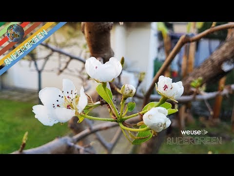 Video: Alberi di pere Tosca – Impara come prenderti cura della pera Tosca in giardino