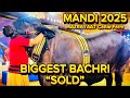 BIGGEST BACHRI Bikk Chukki Hai MANDI 2025 Ki !!!