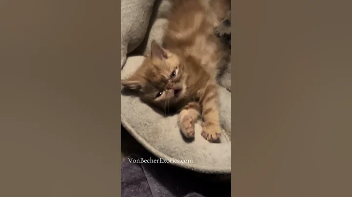 Video 11471791: exotic kitten