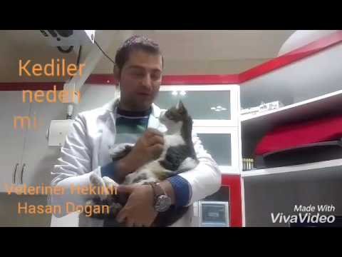 Video: Kediler Neden Mırıldar? Kedi Mırıltısı Ne Demektir?