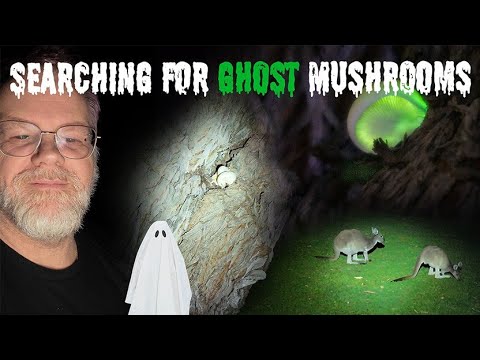 Photographing Ghost Mushrooms | Macro Photography in the Dark