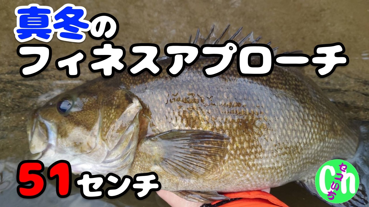 真冬の50アップ！ビッグバスを釣る秘訣詰まっています！【Black bass】【2月】【川スモール】【1月】【低水温】【ケイテック】