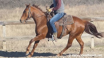 Classical Reylena - riding in outdoor arena #2 - ValleyViewRanch.net