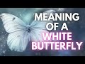Meaning of butterfly - Find Out The Meaning Of White Butterfly (It Will Surprise You!)