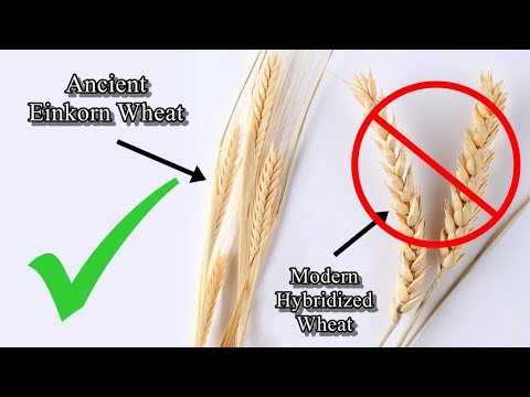 Modern hybridized wheat - Stay away from it