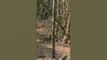 Tôi làm con dao quắm phát rẫy bằng thép nhíp rìa chặt cây tre già như chặt chuối vậy thật hiếm gặp