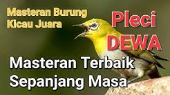 Master Pleci dewa suara jernih dan keras cocok untuk isian burung kicau  - Durasi: 1:05:39. 