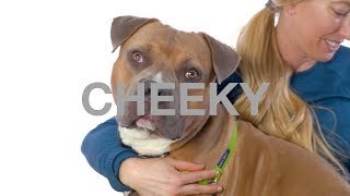 Adopt Cheeky at NKLA