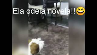 Crystal Brigando Com A Novela