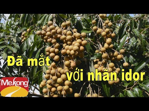ĐÃ MẮT VỚI VƯỜN NHÃN IDOR _ Tôi Yêu Việt Nam