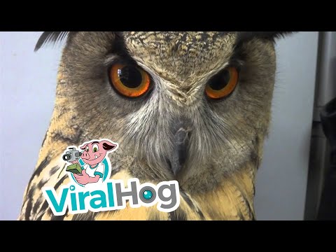 owl-makes-funny-sounds-||-viralhog