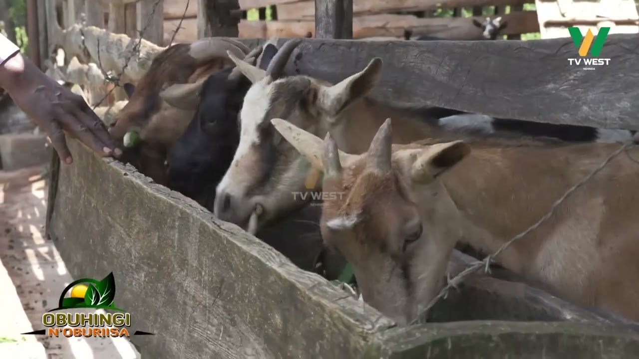 Obuhingi N'oburiisa: Byekwaso Zephline omuriisa w'embuzi owa Kichwamba Nyakayojo Mbarara City