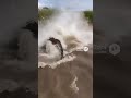 🐊 5000lb Croc AMBUSHES Lion Mid-River! 😱 #shorts  #viral  नदी पार कर रहे शेर को विशाल मगरमच्छ ने 🦁