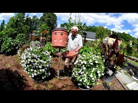 Video: Gaillardia (53 Fotografií): Výsadba Květin Na Otevřeném Poli A Péče, Gaillardia Je Krásná A Trnitá, Hybridní A Velkokvětá, Rostoucí Ze Semen