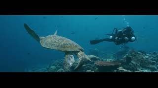 Tourism Malaysia | Marine & Underwater