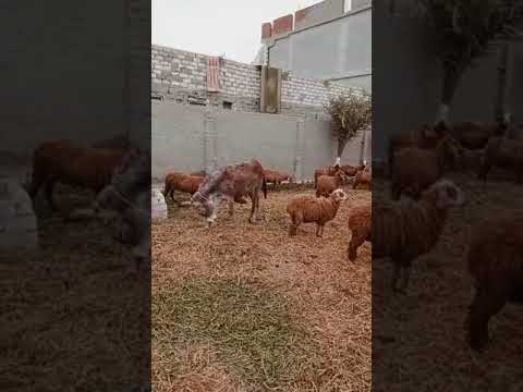 شوف الفلاح في الغيط