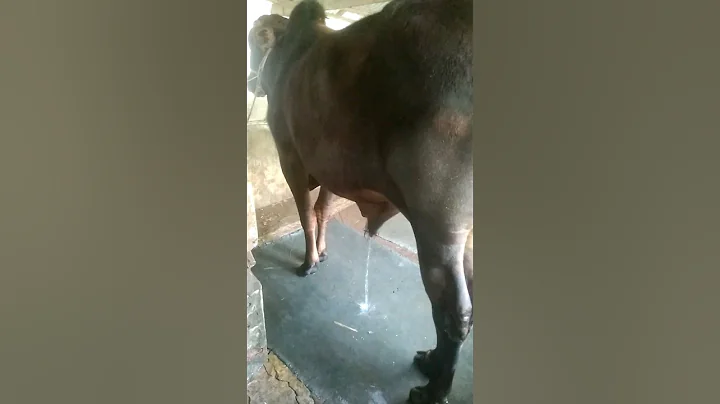 🐂 Urine - Part 89 #shorts