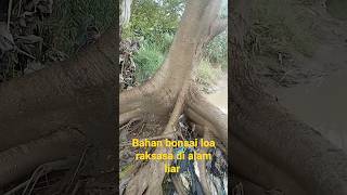 bahan bonsai loa akar besar di alam liar