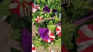 Time Lapse Of Petunia Flower Yt Viral Shirts Winter Flower Petunia Plant Update Garden_view