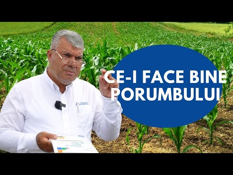 Video: Ce este porumbul - Sfaturi pentru prevenirea și tratarea bolii porumbului