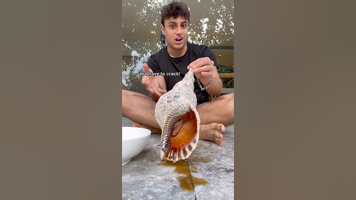 Cooking MASSIVE Trumpet Snail