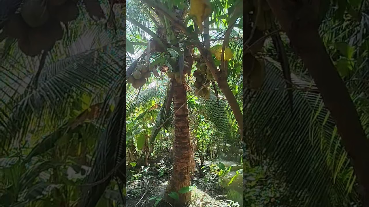 Cá mè dinh siêu khủng 