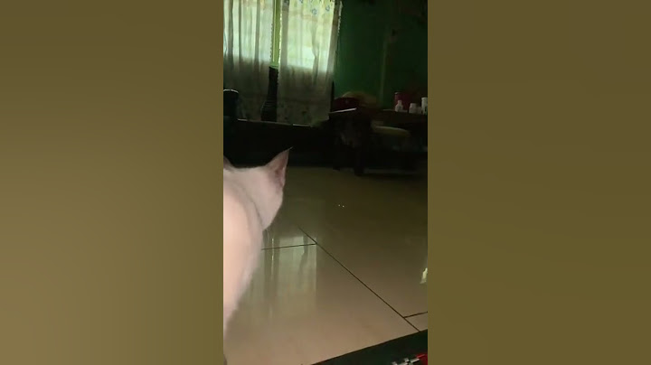 AKHIRNYA MENEMUKAN LAWAN YANG SEPADAN! KUCING VS KUCING