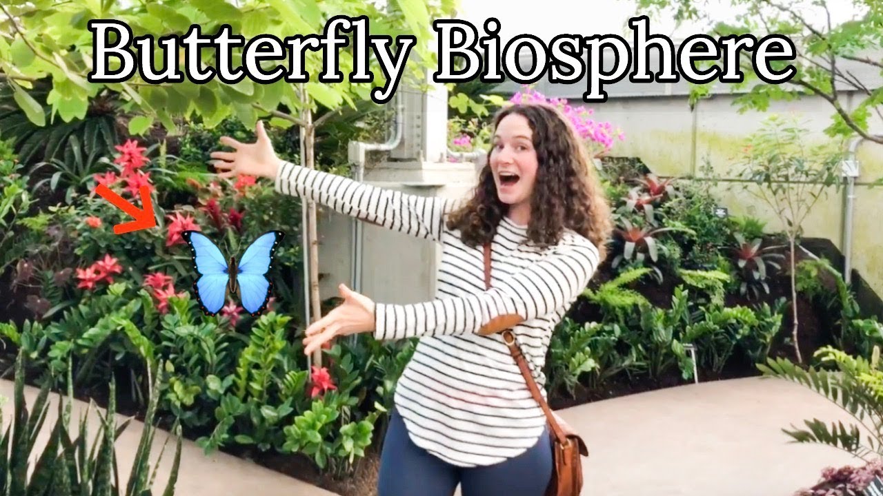 Butterfly Biosphere Thanksgiving Point YouTube butterfly-biosphere-thanksgiving-point-youtube