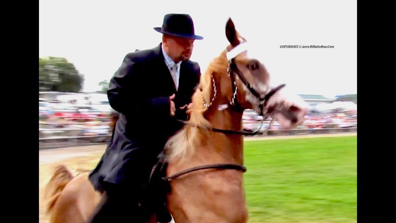 "BABY HORSE" TWO YEAR OLD MARE CLASS Woodbury Lions Club Horse Show