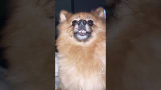 Little Mix 2021: Perrie Edwards New Funny Tik Tok About Hatchi Missing Teeth (31/07/2021)