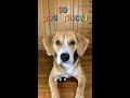 50 trik anjing gemoy  ryuki the beagle 2022