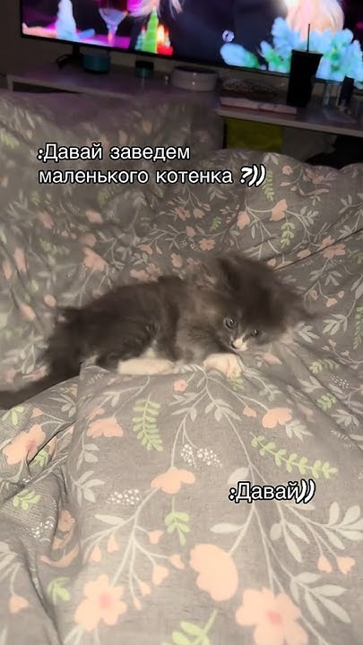 А у вас есть миленький котик? 😍#котики #онсказал #животные #лучшийдруг ...