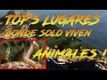 TOP 5 LUGARES DONDE SOLO HABITAN ANIMALES !