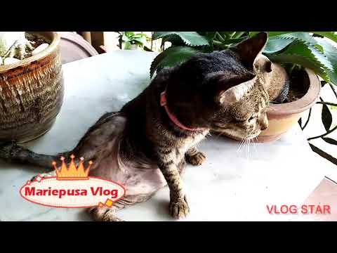 Video: Mga Lihim Sa Kalusugan Ng Pusa Upang Matulungan Ang Iyong Cat Na Mabuhay Ng Mahaba, Malusog Na Buhay