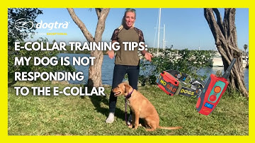 E-Collar Training: Dog is not responding to E-Collar