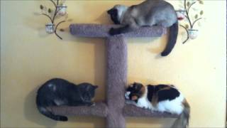 Les Trois Amis Sur Lherbe À Chat