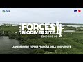 Les forces de la biodiversit 6  le fuligule milouin