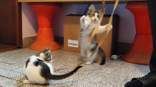Cute Kittens Playing With Rope by MB vids 979 views 1 month ago 2 minutes, 53 seconds